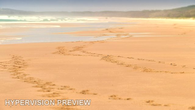 Hoofprints Across an Empty Golden Beach