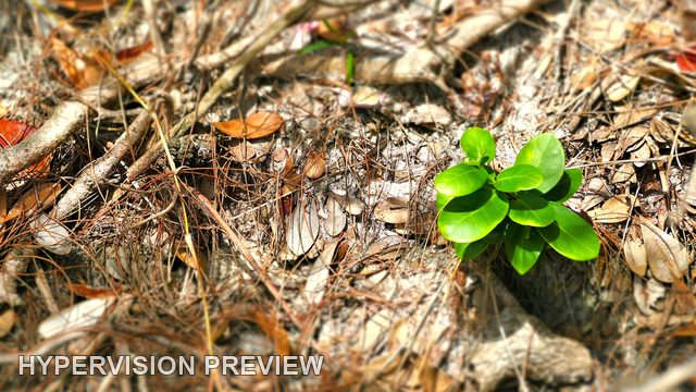 Fresh Green Leaves Among Dry Bark and Twigs