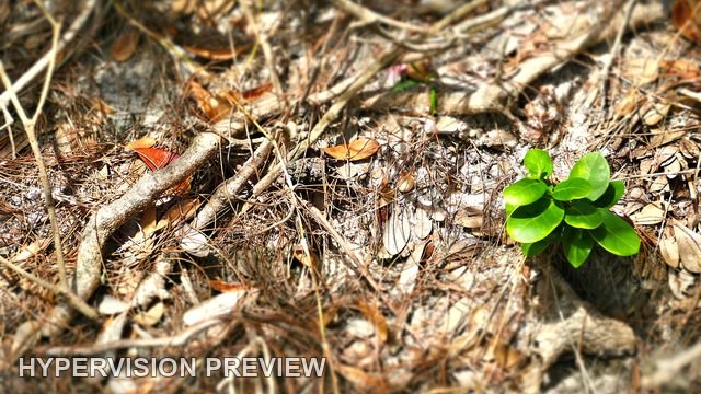 Bright New Leaves Against a Rough Woodland Surface