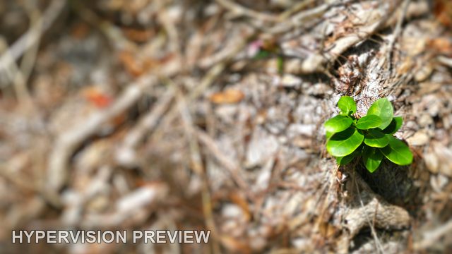 Green New Growth with Soft Focus Surroundings