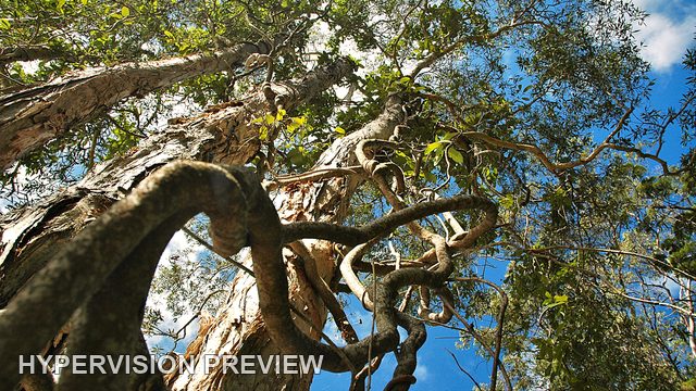 Twisting Tree Branches Against Blue Sky