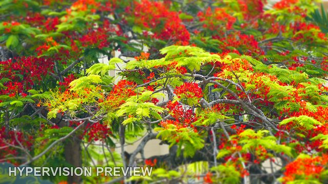 Red Blossoms Among Green Foliage