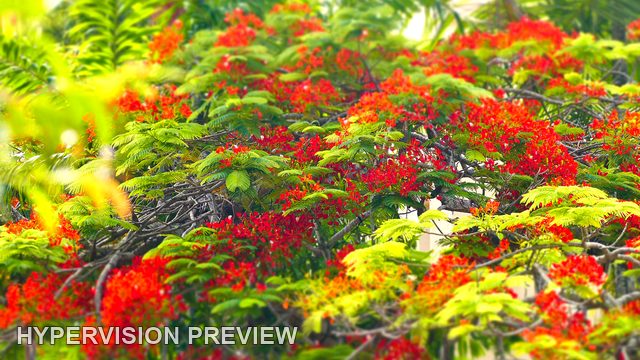 Sunlit Red Flowers and Bright Green Leaves