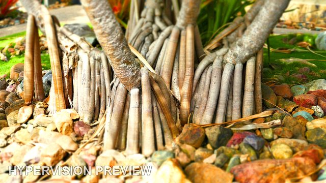 Pandanus Prop Roots Among Garden Stones
