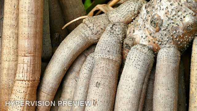 Close Detail of Pandanus Root Textures