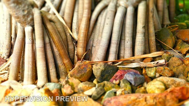 Pandanus Roots and Warm Coloured Stones