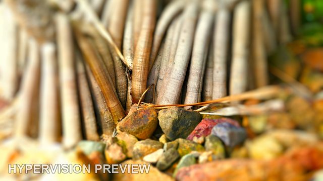 Pandanus Roots and Stones in Soft Focus