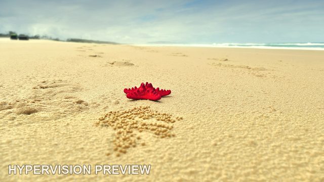 Red Starfish on Golden Sand with Coastal Copy Space