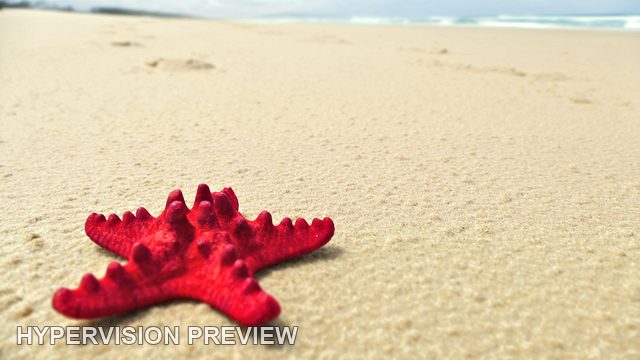 Close View of a Red Starfish on Beach Sand