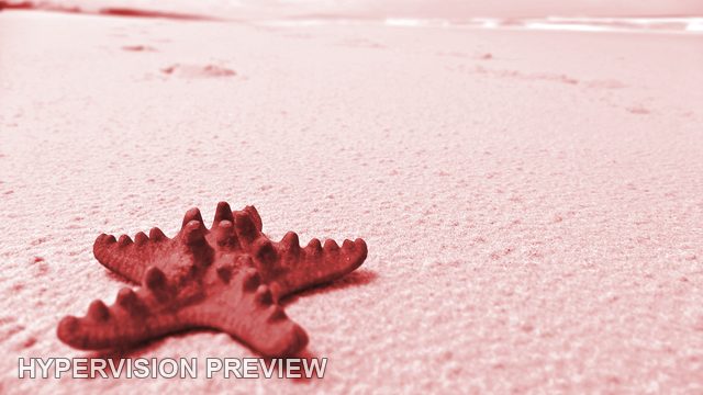 Red Starfish on Sand with a Pink Colour Treatment
