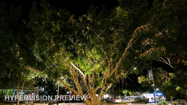 Decorative Lights Around a Spreading Street Tree