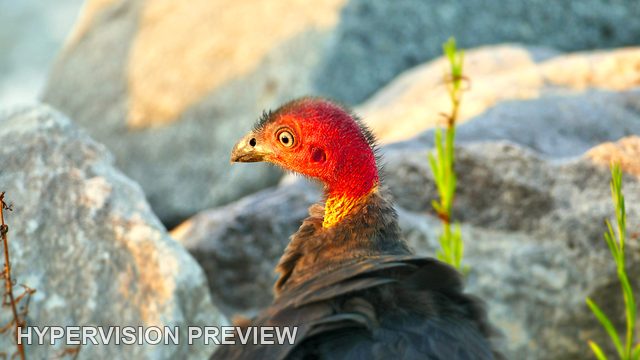 Brush Turkey Portrait Beside Rocks