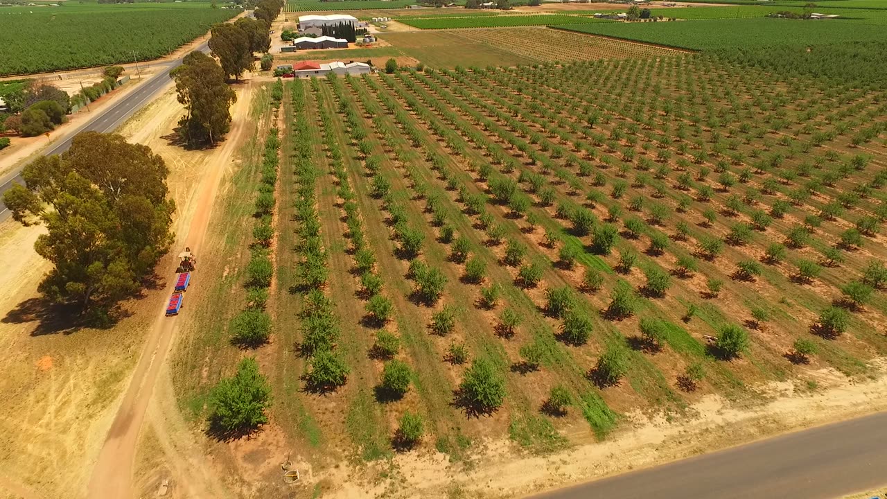 Aerial view of orchard rows near Renmark in South Australia's Riverland