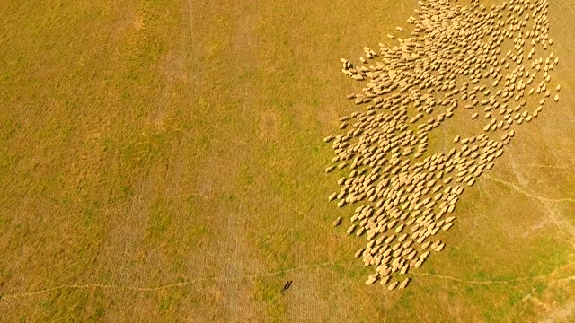 Sheep moving across golden pasture in the Riverina