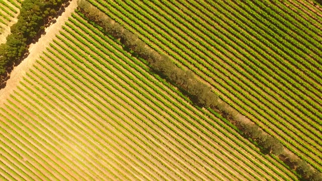 Overhead geometry of South Australian vineyard blocks